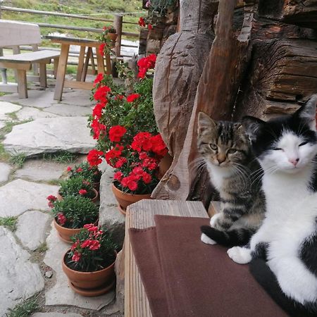 Birnbaum Chalets Grossarl Εξωτερικό φωτογραφία