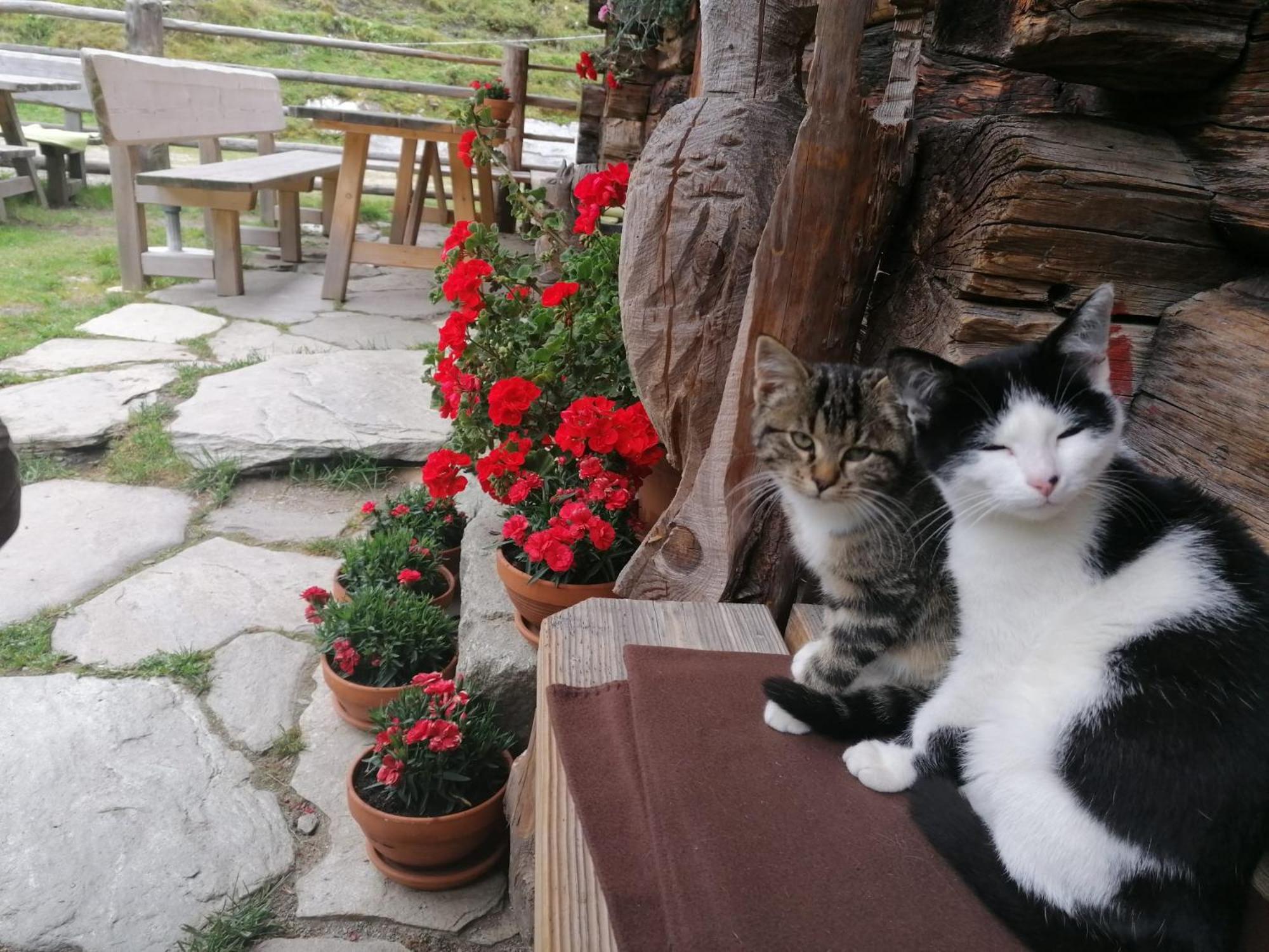Birnbaum Chalets Grossarl Εξωτερικό φωτογραφία